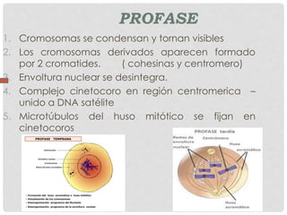 PROFASE
1. Cromosomas se condensan y tornan visibles
2. Los cromosomas derivados aparecen formado
por 2 cromatides. ( cohesinas y centromero)
3. Envoltura nuclear se desintegra.
4. Complejo cinetocoro en región centromerica –
unido a DNA satélite
5. Microtúbulos del huso mitótico se fijan en
cinetocoros
 