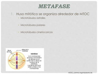 METAFASE
1. Huso mitótico se organiza alrededor de MTOC
• Microtúbulos astrales
• Microtúbulos polares
• Microtúbulos cinetocoricos
MTOC: centros organizadores de
 