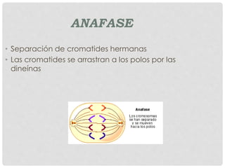 ANAFASE
• Separación de cromatides hermanas
• Las cromatides se arrastran a los polos por las
dineínas
 
