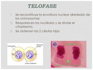 TELOFASE
1. Se reconstituye la envoltura nuclear alrededor de
los cromosomas
2. Reaparecen los nucléolos y se divide el
citoplasma.
3. Se obtienen las 2 células hijas
 