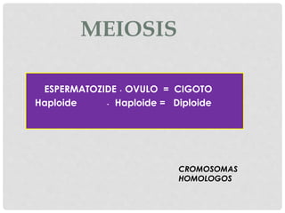 MEIOSIS
ESPERMATOZIDE ˖ OVULO = CIGOTO
Haploide ˖ Haploide = Diploide
CROMOSOMAS
HOMOLOGOS
 