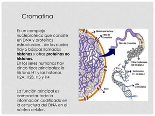Cromatina
Es un complejo
nucleproteico que consiste
en DNA y proteínas
estructurales , de las cuales
hay 5 básicas llamadas
histonas y otras proteínas no
histonas.
En los seres humanos hay
cinco tipos principales: la
histona H1 y las histonas
H2A, H2B, H3 y H4.
La función principal es
compactar toda la
información codificada en
la estructura del DNA en el
núcleo celular.
 