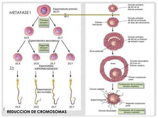 2n
1n
METAFASE I
REDUCCION DE CROMOSOMAS
 