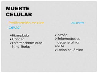 MUERTE
CELULAR
Proliferación celular Muerte
celular
Atrofia
Enfermedades
degenerativas
SIDA
Lesión isquémica
Hiperplasia
Cáncer
Enfermedades auto
inmunitarias
 