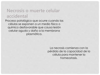 Necrosis o muerte celular
accidental
Proceso patológico que ocurre cuando las
células se exponen a un medio físico o
químico desfavorable que causa lesión
celular aguda y daño a la membrana
plasmática.
La necrosis comienza con la
pérdida de la capacidad de la
célula para mantener la
homeostasis.
 
