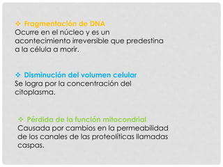  Fragmentación de DNA
Ocurre en el núcleo y es un
acontecimiento irreversible que predestina
a la célula a morir.
 Disminución del volumen celular
Se logra por la concentración del
citoplasma.
 Pérdida de la función mitocondrial
Causada por cambios en la permeabilidad
de los canales de las proteolíticas llamadas
caspas.
 