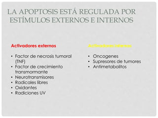 LA APOPTOSIS ESTÁ REGULADA POR
ESTÍMULOS EXTERNOS E INTERNOS
Activadores externos
• Factor de necrosis tumoral
(TNF)
• Factor de crecimiento
transmormante
• Neurotransmisores
• Radicales libres
• Oxidantes
• Radiciones UV
Activadores internos
• Oncogenes
• Supresores de tumores
• Antimetabolitos
 
