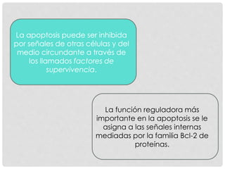 La función reguladora más
importante en la apoptosis se le
asigna a las señales internas
mediadas por la familia Bcl-2 de
proteínas.
 