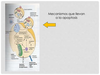 Mecanismos que llevan
a la apoptosis
 