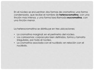 En el núcleo se encuentran dos formas de cromatina: una forma
condensada, que recibe el nombre de heterocromatina, con una
tinción mas intensa, y una forma laxa llamada eucromatina, con
una tinción menor.
La heterocromatina se distribuye en tres ubicaciones:
• La cromatina marginal: en el perímetro del núcleo.
• Los cariosomas: corpúsculos bien definidos, forma y tamaño
irregulares, por todo el núcleo.
• La cromatina asociada con el nucléolo: en relación con el
nucléolo.
 