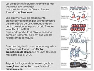 Las unidades estructurales cromatinas mas
pequeñas son complejos
macromoleculares de DNA e histonas
llamados nucleosomas.
Son el primer nivel de plegamiento
cromático y se forman por el enrollamiento
de la molécula de DNA alrededor de un
centro proteico, este paso acorta 7 veces
la molécula del DNA.
Entre cada partícula el DNA se entiende
como un filamento de 2 nm que une los
nucleosomas contiguos.
En el paso siguiente, una cadena larga de 6
nucleosomas forman una fibrilla
cromatínica de 30 nm que es unas 40 veces
mas corta que el DNA.
Segmentos largaos de estas se organizan
en regiones de bucles o asas fijos en la
matriz nuclear.
 