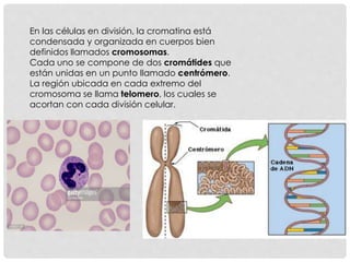 En las células en división, la cromatina está
condensada y organizada en cuerpos bien
definidos llamados cromosomas.
Cada uno se compone de dos cromátides que
están unidas en un punto llamado centrómero.
La región ubicada en cada extremo del
cromosoma se llama telomero, los cuales se
acortan con cada división celular.
 