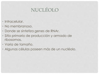NUCLÉOLO
• Intracelular.
• No membranoso.
• Donde se sintetiza genes de RNAr.
• Sitio primario de producción y armado de
ribosomas.
• Varía de tamaño.
• Algunas células poseen más de un nucléolo.
 