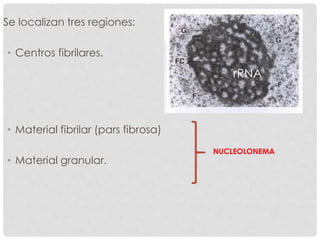 Se localizan tres regiones:
• Centros fibrilares.
• Material fibrilar (pars fibrosa)
• Material granular.
NUCLEOLONEMA
rRNA
 