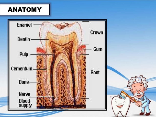 DENTAL PLAQUE & CARIES