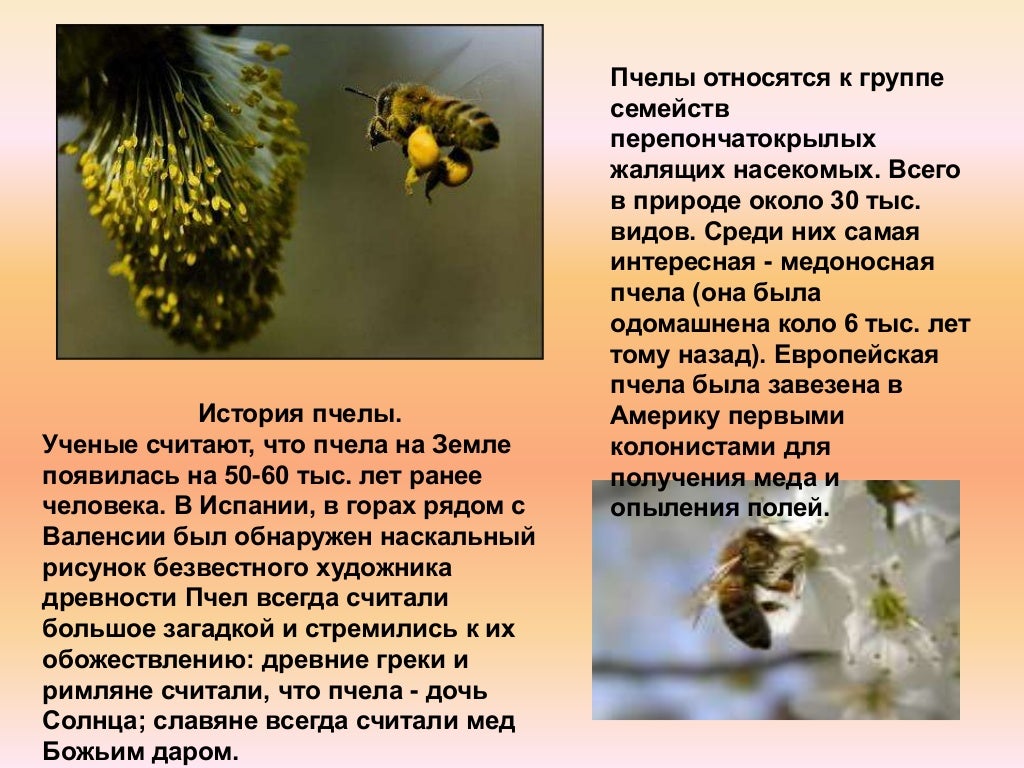 Насекомое пчела 2 класс