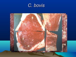 C. bovisC. bovis
 