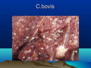 C.bovisC.bovis
 
