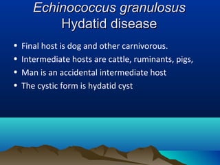 Echinococcus granulosusEchinococcus granulosus
Hydatid diseaseHydatid disease
• Final host is dog and other carnivorous.
• Intermediate hosts are cattle, ruminants, pigs,
• Man is an accidental intermediate host
• The cystic form is hydatid cyst
 