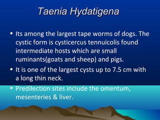 Taenia HydatigenaTaenia Hydatigena
• Its among the largest tape worms of dogs. The
cystic form is cysticercus tennuicolis found
intermediate hosts which are small
ruminants(goats and sheep) and pigs.
• It is one of the largest cysts up to 7.5 cm with
a long thin neck.
• Predilection sites include the omentum,
mesenteries & liver.
 
