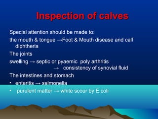 Inspection of calvesInspection of calves
Special attention should be made to:
the mouth & tongue →Foot & Mouth disease and calf
diphtheria
The joints
swelling → septic or pyaemic poly arthritis
→ consistency of synovial fluid
The intestines and stomach
• enteritis → salmonella
• purulent matter → white scour by E.coli
 