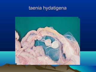 taenia hydatigenataenia hydatigena
 