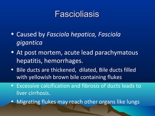FascioliasisFascioliasis
• Caused by Fasciola hepatica, Fasciola
gigantica
• At post mortem, acute lead parachymatous
hepatitis, hemorrhages..
• Bile ducts are thickened, dilated, Bile ducts filled
with yellowish brown bile containing flukes
• Excessive calcification and fibrosis of ducts leads to
liver cirrhosis.
• Migrating flukes may reach other organs like lungs
 