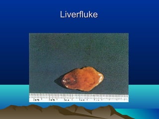 LiverflukeLiverfluke
 