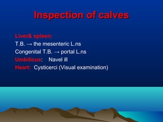 Inspection of calvesInspection of calves
Liver& spleen:
T.B. → the mesenteric L.ns
Congenital T.B. → portal L.ns
Umbilicus: Navel ill
Heart: Cysticerci (Visual examination)
 