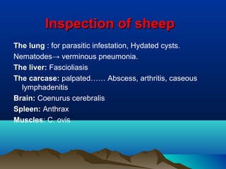 Inspection of sheepInspection of sheep
The lung : for parasitic infestation, Hydated cysts.
Nematodes→ verminous pneumonia.
The liver: Fascioliasis
The carcase: palpated…… Abscess, arthritis, caseous
lymphadenitis
Brain: Coenurus cerebralis
Spleen: Anthrax
Muscles: C. ovis
 