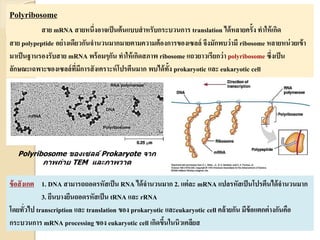 Polyribosome
สาย mRNA สายหนึ่งอาจเป็นต้นแบบสาหรับกระบวนการ translation ได้หลายครั้ง ทาให้เกิด
สาย polypeptide อย่างเดียวกันจานวนมากมายตามความต้องการของเซลล์ จึงมักพบว่ามี ribosome หลายหน่วยเข้า
มาเป็นฐานรองรับสาย mRNA พร้อมๆกัน ทาให้เกิดสภาพ ribosome แถวยาวเรียกว่า polyribosome ซึ่งเป็น
ลักษณะเฉพาะของเซลล์ที่มีการสังเคราะห์โปรตีนมาก พบได้ทั้ง prokaryotic และ eukaryotic cell
ข้อสังเกต 1. DNA สามารถถอดรหัสเป็น RNA ได้จานวนมาก 2. แต่ละ mRNA แปลรหัสเป็นโปรตีนได้จานวนมาก
3. ยีนบางยีนถอดรหัสเป็น tRNA และ rRNA
โดยทั่วไป transcription และ translation ของ prokaryotic และeukaryotic cell คล้ายกัน มีข้อแตกต่างกันคือ
กระบวนการ mRNA processing ของ eukaryotic cell เกิดขึ้นในนิวเคลียส
Polyribosome ของเซลล์ Prokaryote จาก
ภาพถ่าย TEM และภาพวาด
 