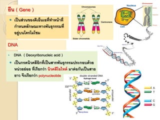 ยีน ( Gene )
 เป็นส่วนของดีเอ็นเอที่ทาหน้าที่
กาหนดลักษณะทางพันธุกรรมที่
อยู่บนโครโมโซม
DNA
• DNA ( Deoxyribonucleic acid )
 เป็นกรดนิวคลีอิกที่เป็นสารพันธุกรรมประกอบด้วย
หน่วยย่อย ที่เรียกว่า นิวคลีโอไทด์ มาต่อกันเป็นสาย
ยาว จึงเรียกว่า polynucleotide
 