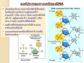 องค์ประกอบทางเคมีของDNA
 เป็นพอลิเมอร์สายยาวของกรดนิวคลิอิกที่เชื่อมต่อกัน
โดยพันธะโคเวเลนซ์ระหว่างหมู่ฟอสเฟตที่ C
ตาแหน่งที่ 5 (เรียก ปลาย 5 ไพรม์) ของนิวคลีโอไทด์
หนึ่ง กับ หมู่ไฮดรอกซิล ที่ C ตาแหน่งที่ 3 (เรียก
ปลาย 3 ไพรม์) ของอีกนิวคลีโอไทด์หนึ่ง
 พอลินิวคลีโอไทด์แต่ละสายต่างกันที่จานวนและ
ลาดับของนิวคลีโอไทด์
 มอนอเมอร์ของสายพอลินิวคลีโอไทด์ คือ นิวคลีโอ
ไทด์ประกอบด้วย
 