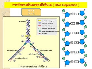 A =T
G  C
การจาลองตัวเองของดีเอ็นเอ ( DNA Replication )
 