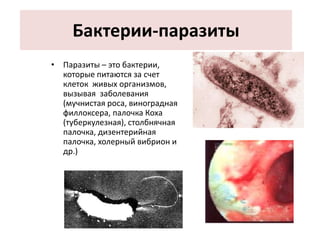 Бактерии-паразиты
• Паразиты – это бактерии,
которые питаются за счет
клеток живых организмов,
вызывая заболевания
(мучнистая роса, виноградная
филлоксера, палочка Коха
(туберкулезная), столбнячная
палочка, дизентерийная
палочка, холерный вибрион и
др.)
 