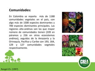 Rangel-Ch. (1997)
En Colombia se reporta más de 1188
comunidades vegetales en el país, con
algo más de 1500 especies dominantes y
700 especies dominantes principales. Las
regiones alto-andinas son las que mayor
número de comunidades tienen (339 en
páramos y 236 en otros ecosistemas
andinos), seguidas de la Amazonía y la
Orinoquía, Pacífico y Caribe con 193, 164,
129 y 127 comunidades vegetales
respectivamente.
Comunidades:
 