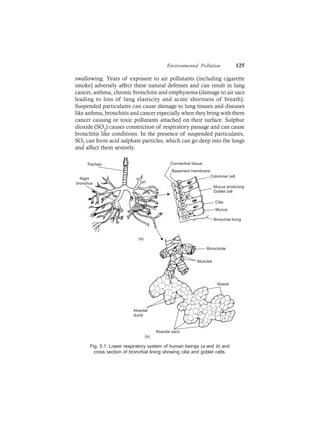 Environmental Pollution 125
swallowing. Years of exposure to air pollutants (including cigarette
smoke) adversely affect these natural defenses and can result in lung
cancer, asthma, chronic bronchitis and emphysema (damage to air sacs
leading to loss of lung elasticity and acute shortness of breath).
Suspended particulates can cause damage to lung tissues and diseases
like asthma, bronchitis and cancer especially when they bring with them
cancer causing or toxic pollutants attached on their surface. Sulphur
dioxide (SO2) causes constriction of respiratory passage and can cause
bronchitis like conditions. In the presence of suspended particulates,
SO2 can form acid sulphate particles, which can go deep into the lungs
and affect them severely.
Bronchiole
(a)
(b)
Muscles
Alveoli
Alveolar
ducts
Alveolar sacs
Trachea
Right
bronchus
Basement membrane
Connective tissue
Bronchial lining
Mucus
Cilia
Mucus producing
Goblet cell
Columnar cell
Fig. 5.1. Lower respiratory system of human beings (a and b) and
cross section of bronchial lining showing cilia and goblet cells.
 