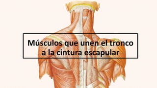 Músculos que unen el tronco
a la cintura escapular
 