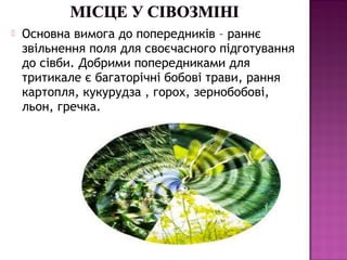  Основна вимога до попередників – раннє
звільнення поля для своєчасного підготування
до сівби. Добрими попередниками для
тритикале є багаторічні бобові трави, рання
картопля, кукурудза , горох, зернобобові,
льон, гречка.
 