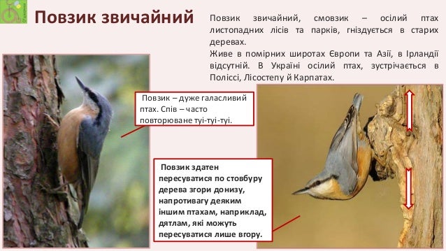 пташка повзик фото пташка повзик фото