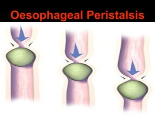 Oesophageal Peristalsis
 