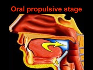 Oral propulsive stage
 