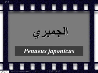 ‫الجمبري‬
Penaeus japonicus
‫د‬.‫أكبر‬ ‫آمال‬
 