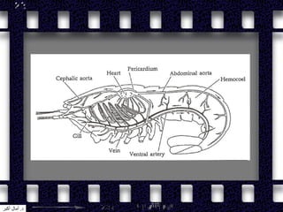 ‫د‬.‫أكبر‬ ‫آمال‬
 