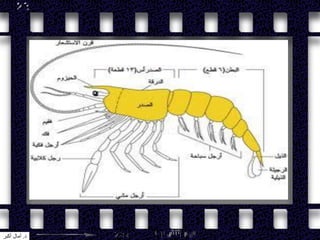 ‫د‬.‫أكبر‬ ‫آمال‬
 