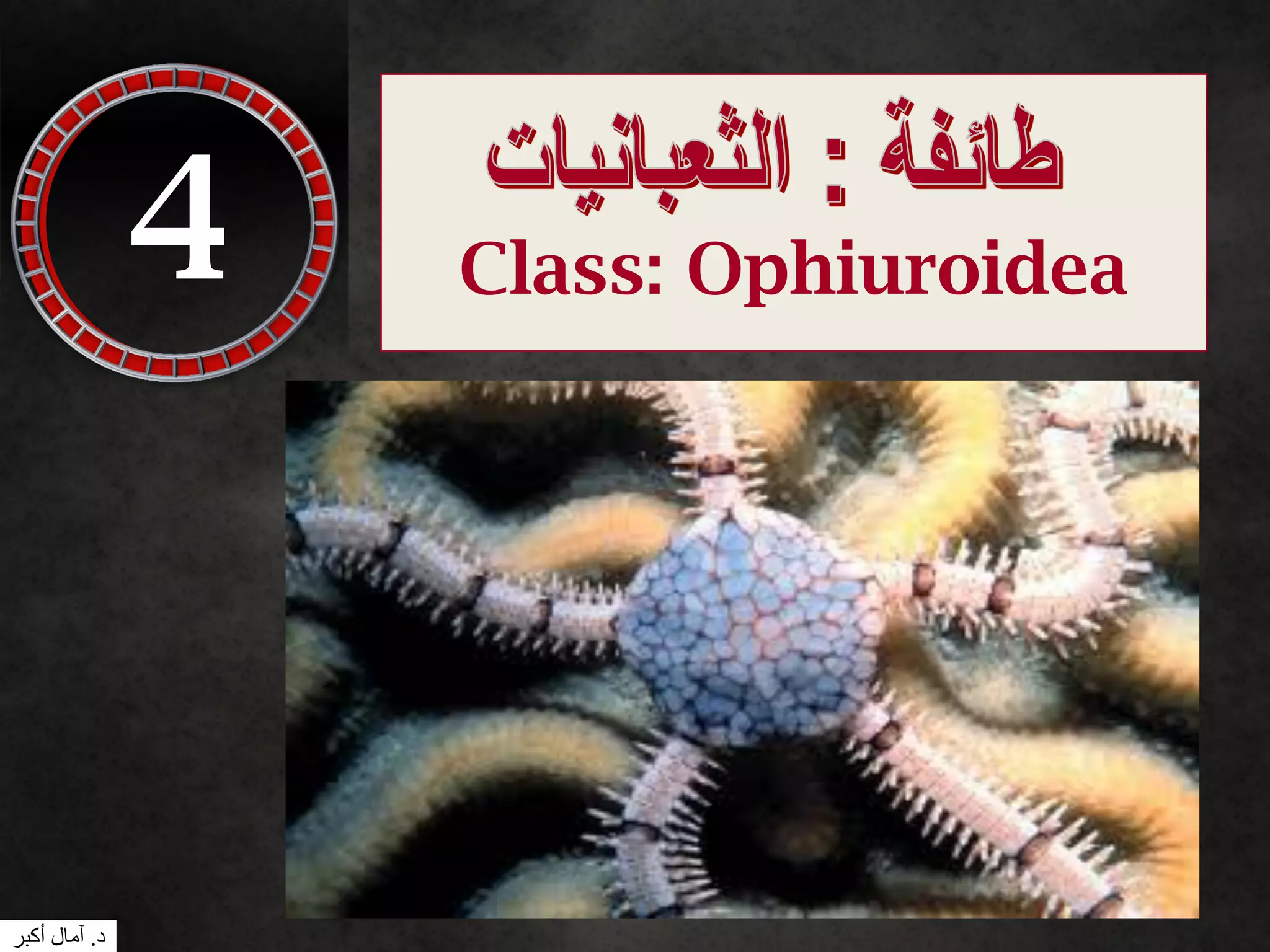 4 Class: Ophiuroidea
‫د‬.‫أكبر‬ ‫آمال‬
 
