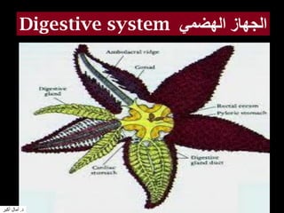 Digestive system ‫الهضمي‬ ‫الجهاز‬
‫د‬.‫أكبر‬ ‫آمال‬
 