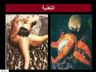 ‫التغذية‬
‫د‬.‫أكبر‬ ‫آمال‬
 