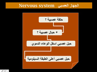 Nervous system ‫العصبي‬ ‫الجهاز‬
‫؟‬ ‫عصبية‬ ‫حلقة‬
5‫؟‬ ‫عصبية‬ ‫حبال‬
‫الدموي‬ ‫الوعاء‬ ‫اسفل‬ ‫عصبي‬ ‫حبل‬
‫السيلومية‬ ‫الطبقة‬ ‫أعلى‬ ‫عصبي‬ ‫حبل‬
‫د‬.‫أكبر‬ ‫آمال‬
 