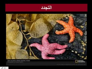 ‫التجدد‬
‫د‬.‫أكبر‬ ‫آمال‬
 